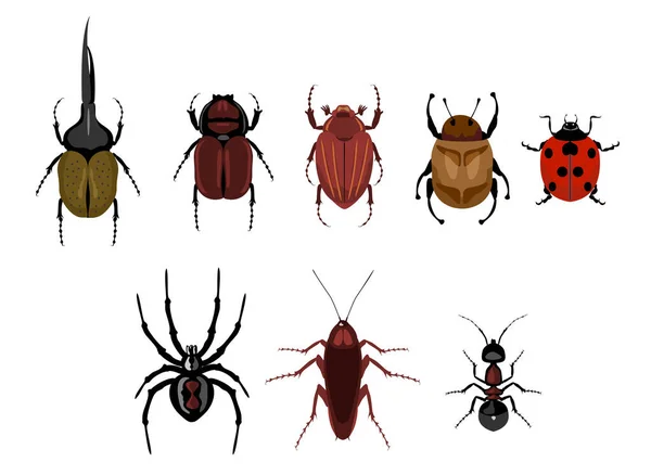 Wektor zestaw cute owadów kreskówki. Zestaw pełzających owadów - mrówka, pająk, żuk, karaluch, biedronka. Różne chrząszcze na odosobnionym tle. — Wektor stockowy