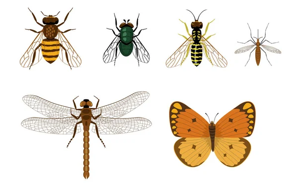 Coloridos insectos voladores aislados sobre fondo blanco. ilustración de insectos voladores, libélula, mosquito y mariposa — Vector de stock