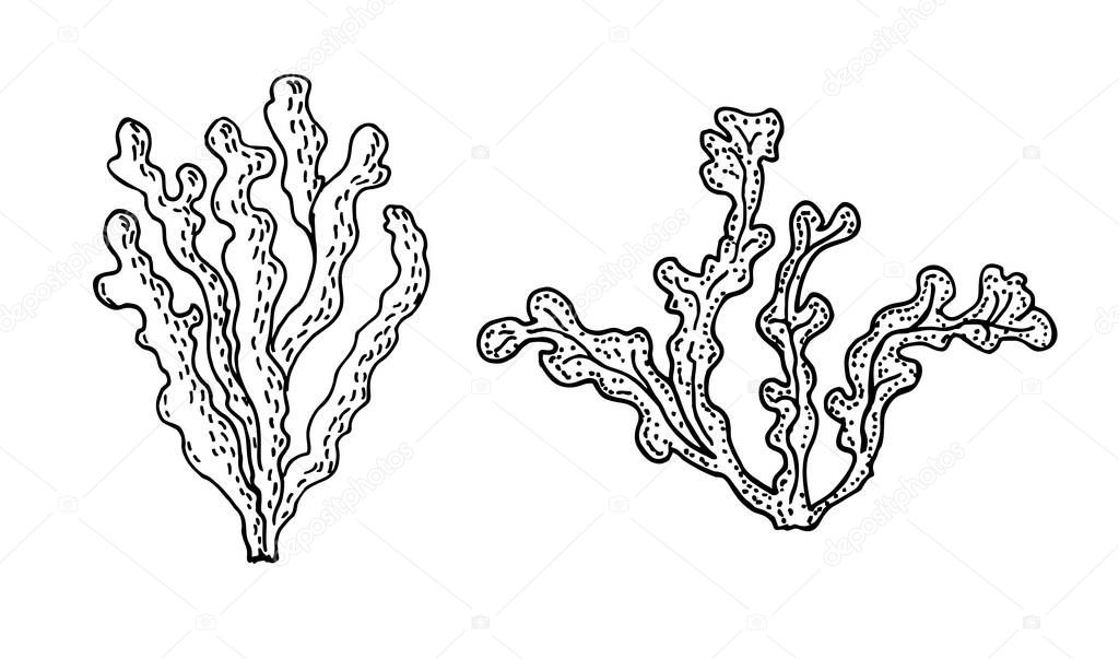 Kelp, Brown algae vector illustration. Isolated drawing on white background. Superfood object. Organic healthy food sketch.