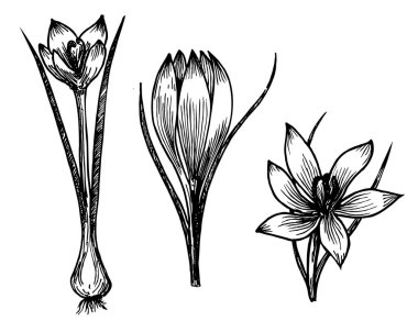 Safran krokusu çiçek vektör çizimi. El yapımı bitki ve baharat. İşlenmiş vintage aromalı. Crocus Botanik skeci. Paket tasarımı, etiket, simge için harika.