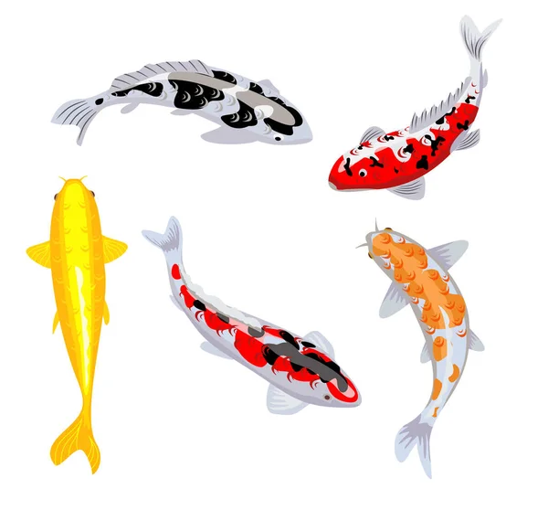 Koi kapři rybaří vektorové ilustrace. Ryba Koi. Japonské koi ryby izolované na bílém pozadí, čínské zlaté rybky image. plavání orientální zlaté rybky set izolované na modrém pozadí. — Stockový vektor