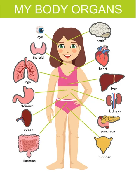 소녀의 내부 장기. - 벡터 의료 기관 시스템을 활성화 해. 여성의 신체 내부 기관은 아동 교육을 위한 여성 신체 인포 그래픽 다이어그램을 가지고 있습니다. 흰 배경에 고립됨. — 스톡 벡터