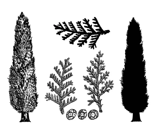 Ilustración vectorial dibujada a mano de cipreses. Estilo vintage. Ramas y conos de ciprés. Silueta . — Archivo Imágenes Vectoriales