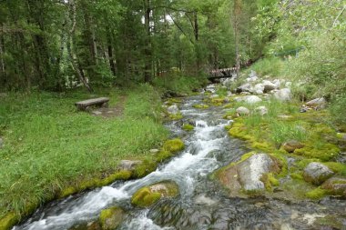 Ormandaki dağ deresi