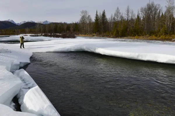 Buz, Sibirya nehrinin kıyısında çam ağaçları