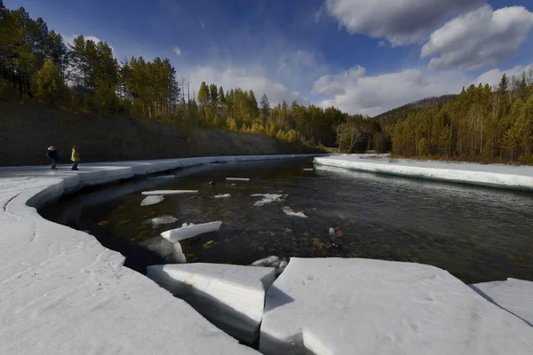 Buz, Sibirya nehrinin kıyısında çam ağaçları