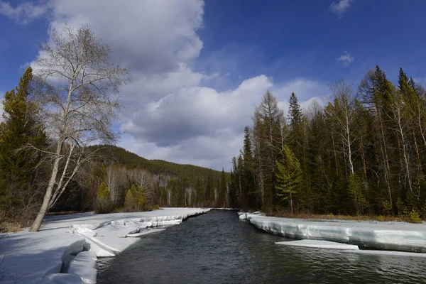 Buz, Sibirya nehrinin kıyısında çam ağaçları