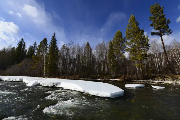 Buz, Sibirya nehrinin kıyısında çam ağaçları