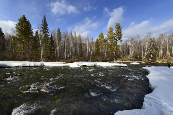 Buz, Sibirya nehrinin kıyısında çam ağaçları