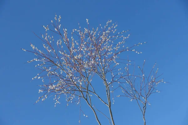 Pussy willow against the blue sky