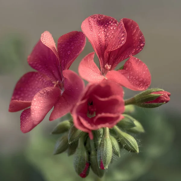 Yeşil Arkaplanda Pembe Sardunya — Stok fotoğraf