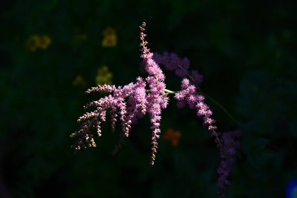 Koyu arkaplanda mor bir çiçek