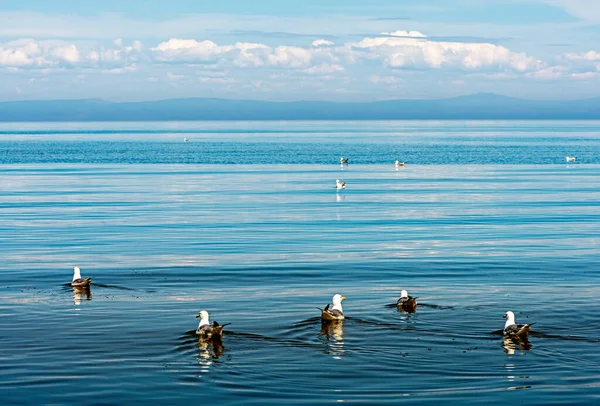 Suda martılar var. Baykal Dalgaları. Ufuktaki dağlar.
