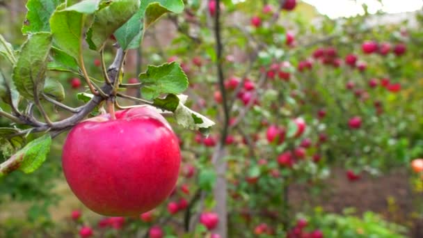 Czerwone jabłko na gałęzi w ogrodzie th — Wideo stockowe