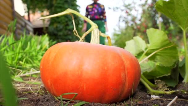 Young woman picking up ripe pumpkin for jack latern — Stock Video