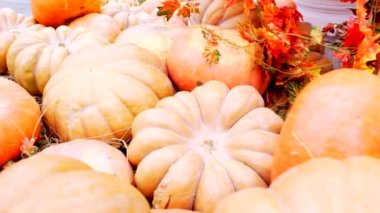 Adil şükran günündeki güzel taze kabak