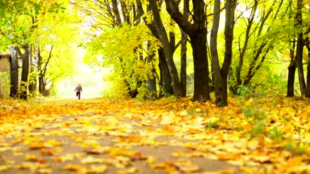 Little boy running across yellow maple forest — Stock Video