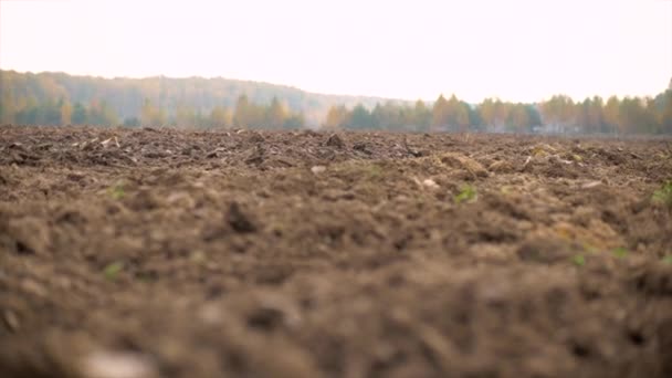 Champ labouré russe et forêt d'automne — Video