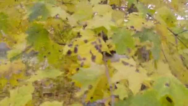 Hermosa chica negra caminando en el bosque de otoño con ramo de arce amarillo en la mano — Vídeos de Stock