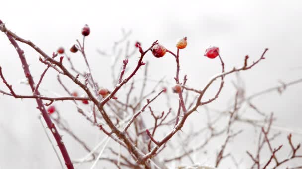 Dog-rose fruit in the fog — Stock Video