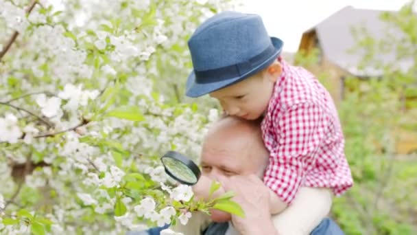 Nagyapa és fiú keres a cseresznye virágok a faluban a tavaszi kertben nagyítón keresztül — Stock videók