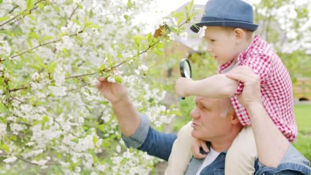 Opa und Junge schauen durch die Lupe auf Kirschblüten im Frühlingsgarten im Dorf — Stockvideo