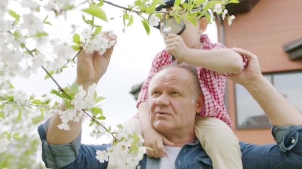 Farfar och pojke tittar genom ett förstoringsglas på körsbärsblommor i vårträdgård i byn — Stockvideo