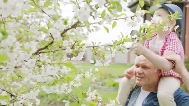 Avô e menino estão olhando através de uma lupa em flores de cereja no jardim da primavera na aldeia — Vídeo de Stock
