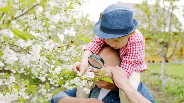 おじいちゃんと少年は、村の春の庭の桜を虫眼鏡で拡大して探しています。孫がおじいちゃんの首に座っています。 — ストック写真