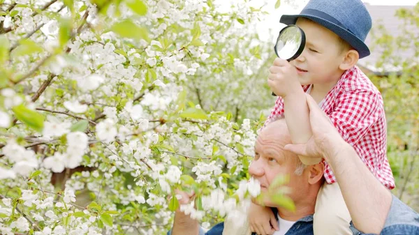 おじいちゃんと少年は、村の春の庭の桜を虫眼鏡で拡大して探しています。孫がおじいちゃんの首に座っています。 — ストック写真