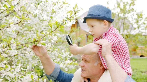 Dziadek i chłopiec są patrząc przez szkło powiększające w wiśniowe kwiaty w ogrodzie wiosną we wsi. Wnuk siedzi na karku dziadków — Zdjęcie stockowe