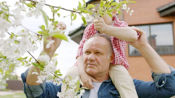 Avô e menino estão olhando através de uma lupa em flores de cereja no jardim da primavera na aldeia. O neto está sentado no pescoço dos avós. — Fotografia de Stock