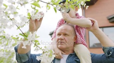 Büyükbaba ve çocuk köydeki bahar bahçe kiraz çiçekleri adlı bir büyüteç aracılığıyla arıyoruz