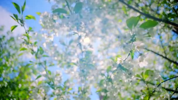 Bloeiende kersen boom in zonlicht — Stockvideo