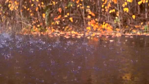 Otoño lluvia y caída de hojas — Vídeos de Stock