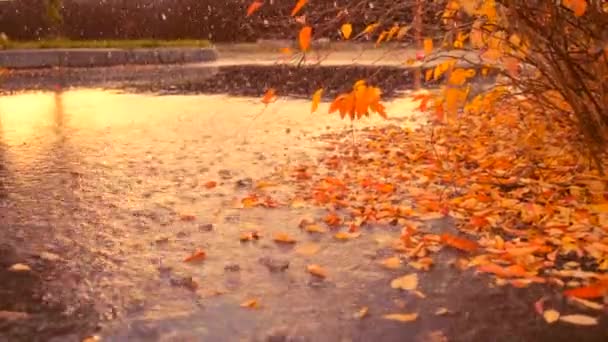 Herbstregen und Laubfall — Stockvideo