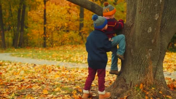 Küçük çocuklar sonbahar parkta ağaç tırmanma vardır — Stok video