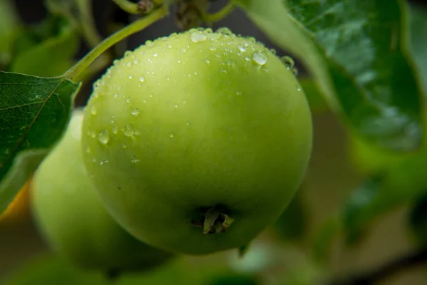 Apples with rain drops — Stock Photo, Image
