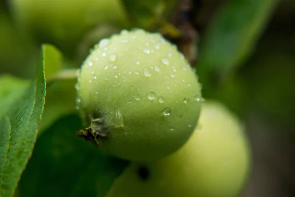 Maçãs com gotas de chuva — Fotografia de Stock