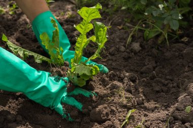 Bahçede çalışıyorum.