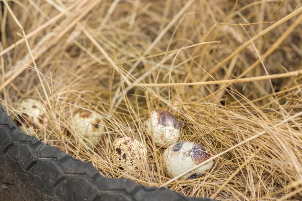 Imagem de ovos de codorna — Fotografia de Stock