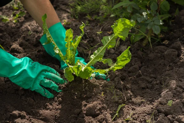 Kürek kullanarak Bahçe