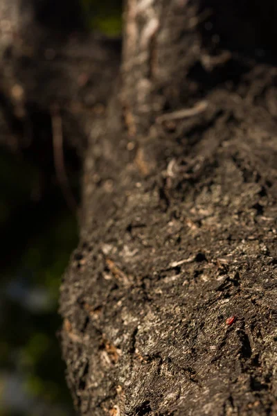 Tahtakurusu asker bir ağaç gövdesi