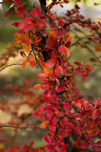 Herfst kleuren van struiken — Stockfoto