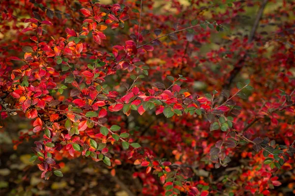 Podzimní barvy keřů — Stock fotografie
