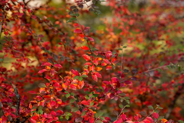 Cores de outono de arbustos — Fotografia de Stock