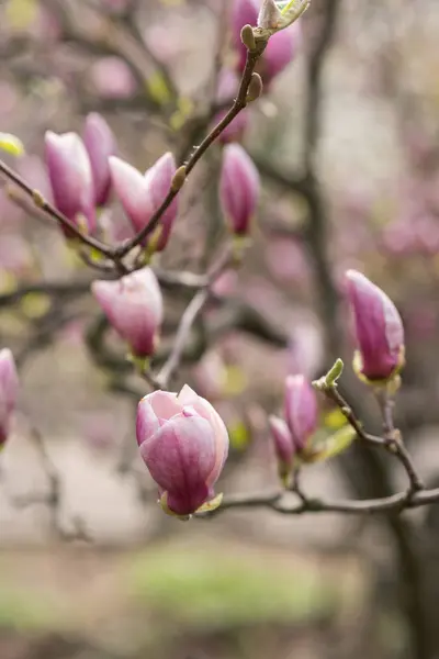 Geweldige paarse magnolia bloemen in het voorjaar — Stockfoto