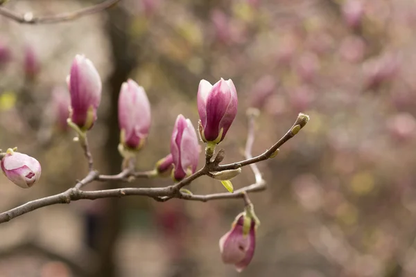 Geweldige paarse magnolia bloemen in het voorjaar — Stockfoto