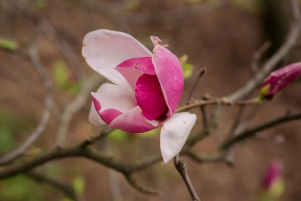 Bahar sezonu şaşırtıcı mor Manolya çiçek — Stok fotoğraf