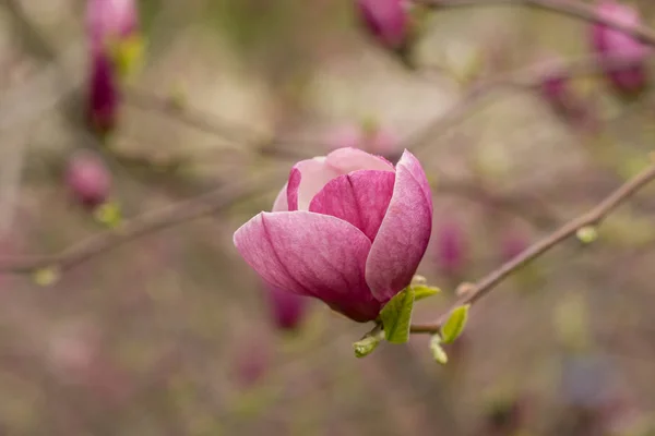 Geweldige paarse magnolia bloemen in het voorjaar — Stockfoto